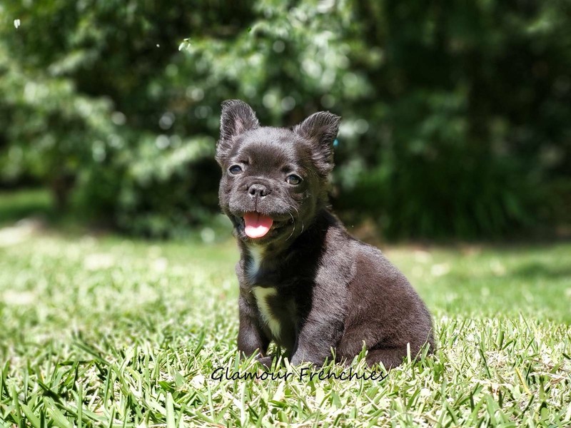 Fluffy French Bulldog Male Dogs Puppies Gumtree Australia