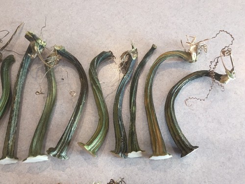 25 Long Thin Natural Dried Pumpkin Stems - Crafts, Velvet 4