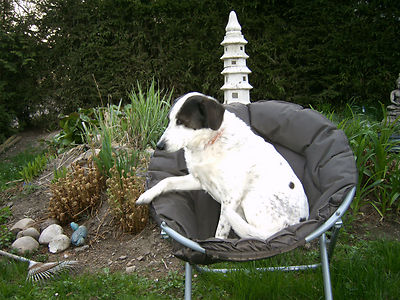 hundedecke   Möbel   Stuhl Klappstuhl   Sessel  Hunde  Tiere hundestuhl