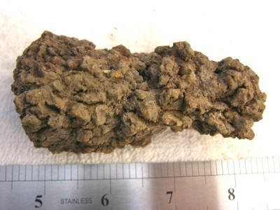 Coprolite real fossil Dinosaur dung Madagascar dino poo 3.75 inch pc9