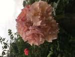 loveartandplants