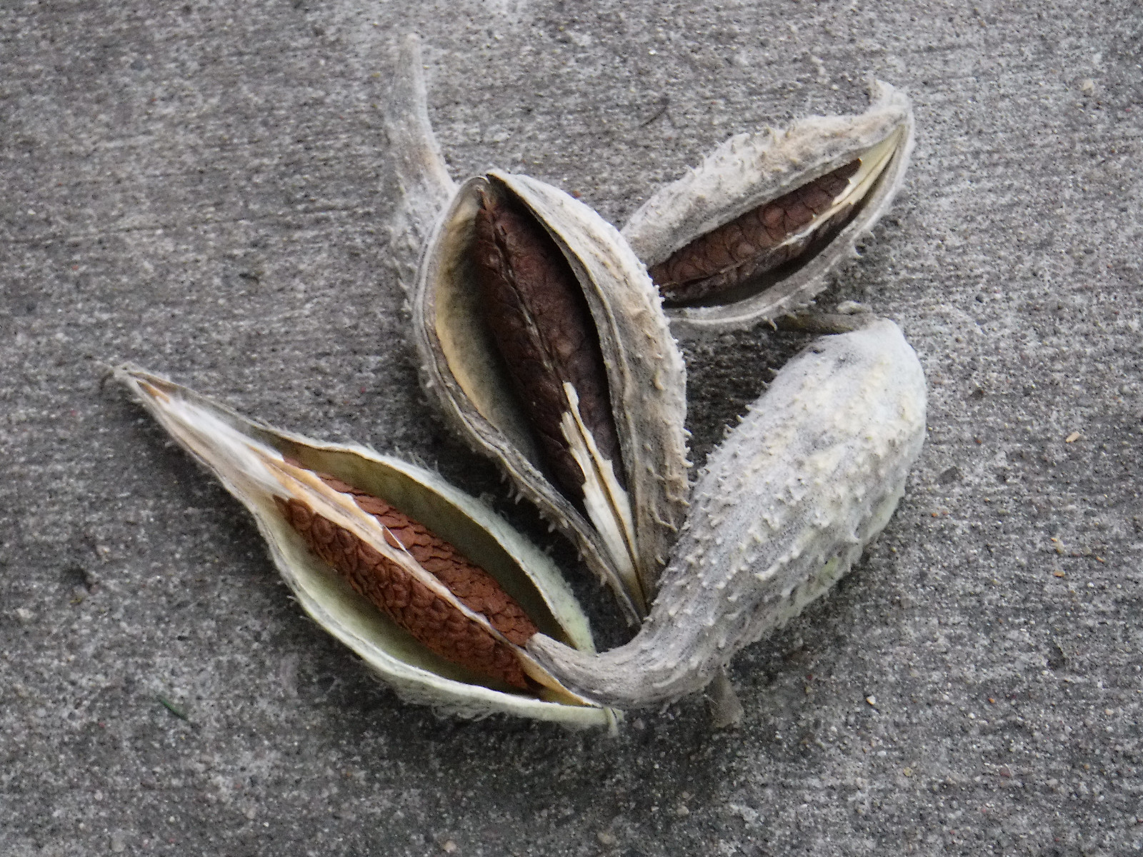 2017 50-10,000 Common Milkweed Seeds Stratified Organic Monarch Butterfly