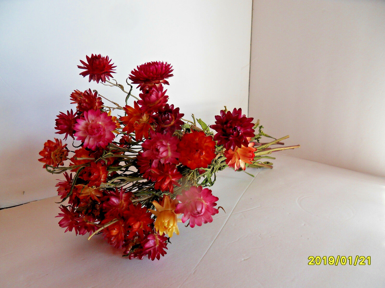 dried flowers straw flowers strawflowers  assorted sizes  40 pieces with stems