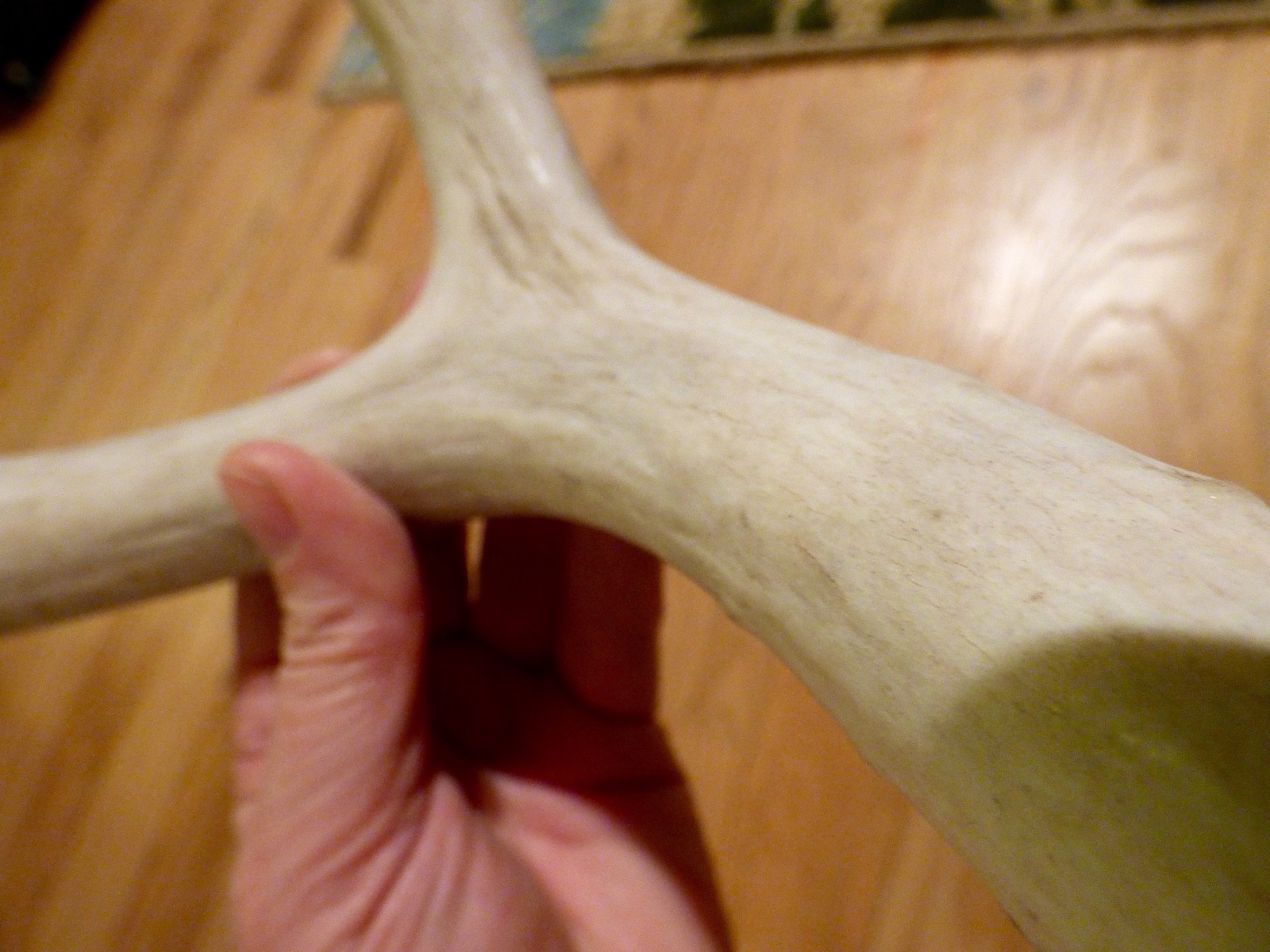 Mule deer shed antler horn whitetail knife decor 4 point chew