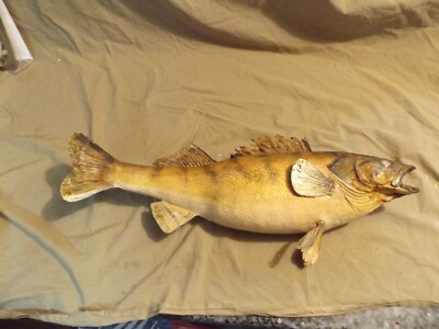 Taxidermy Vintage Taxidermy Fish