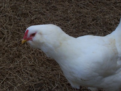 6**AMERICANA**  Hatching Eggs (easter egger  (PLEASE SEE DESCRIPTION)**