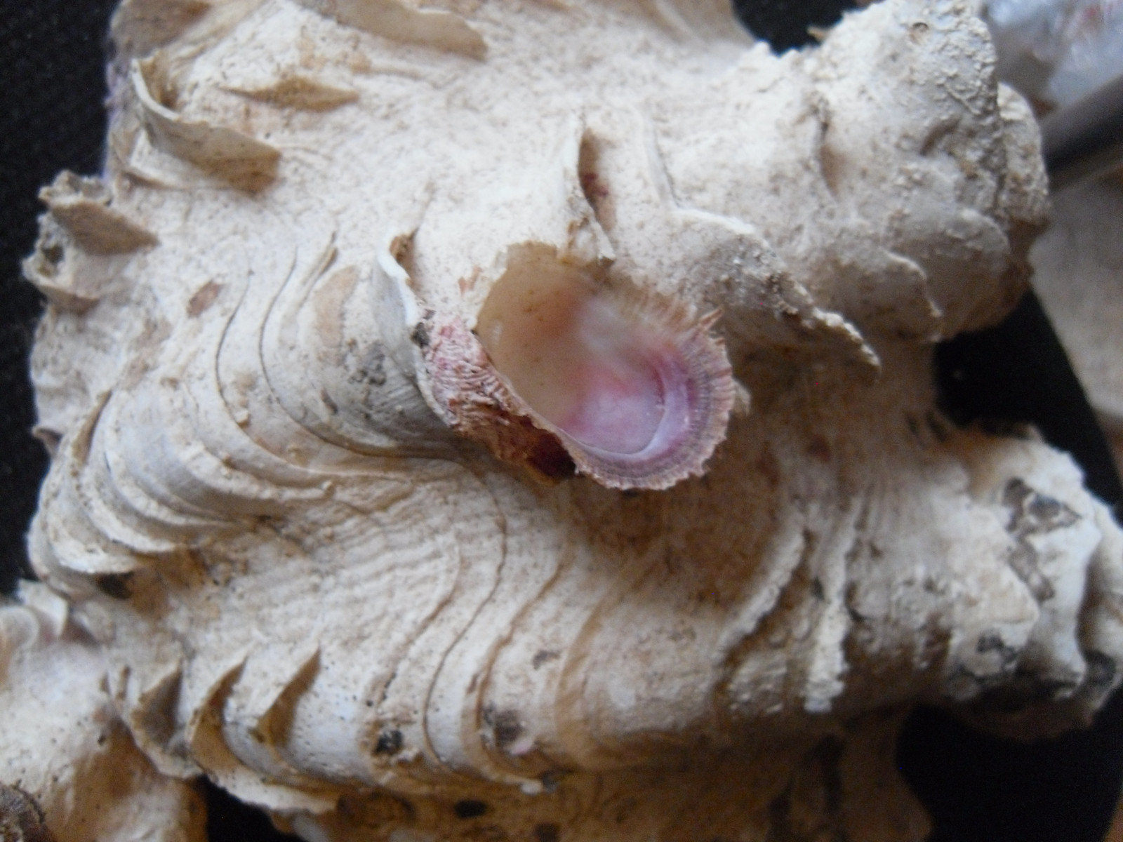 Tridacna squamosa - 10 1/4-inch fluted clam - both halves -THE WHOLE SHELL!