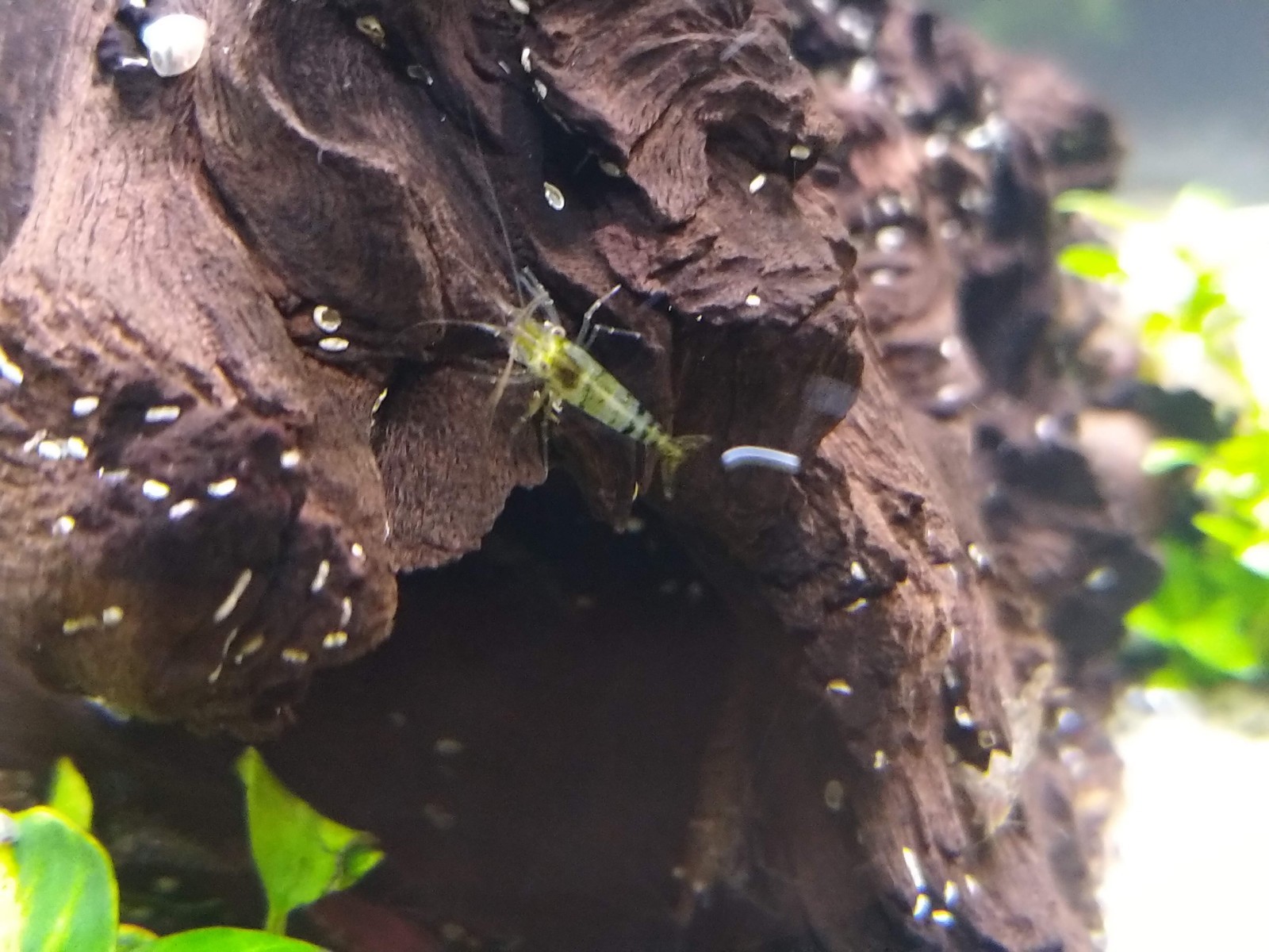 Freshwater Cherry shrimp, Amano Shrimp, and Hybrid Shrimp - VARIETY BUNDLE OF 5