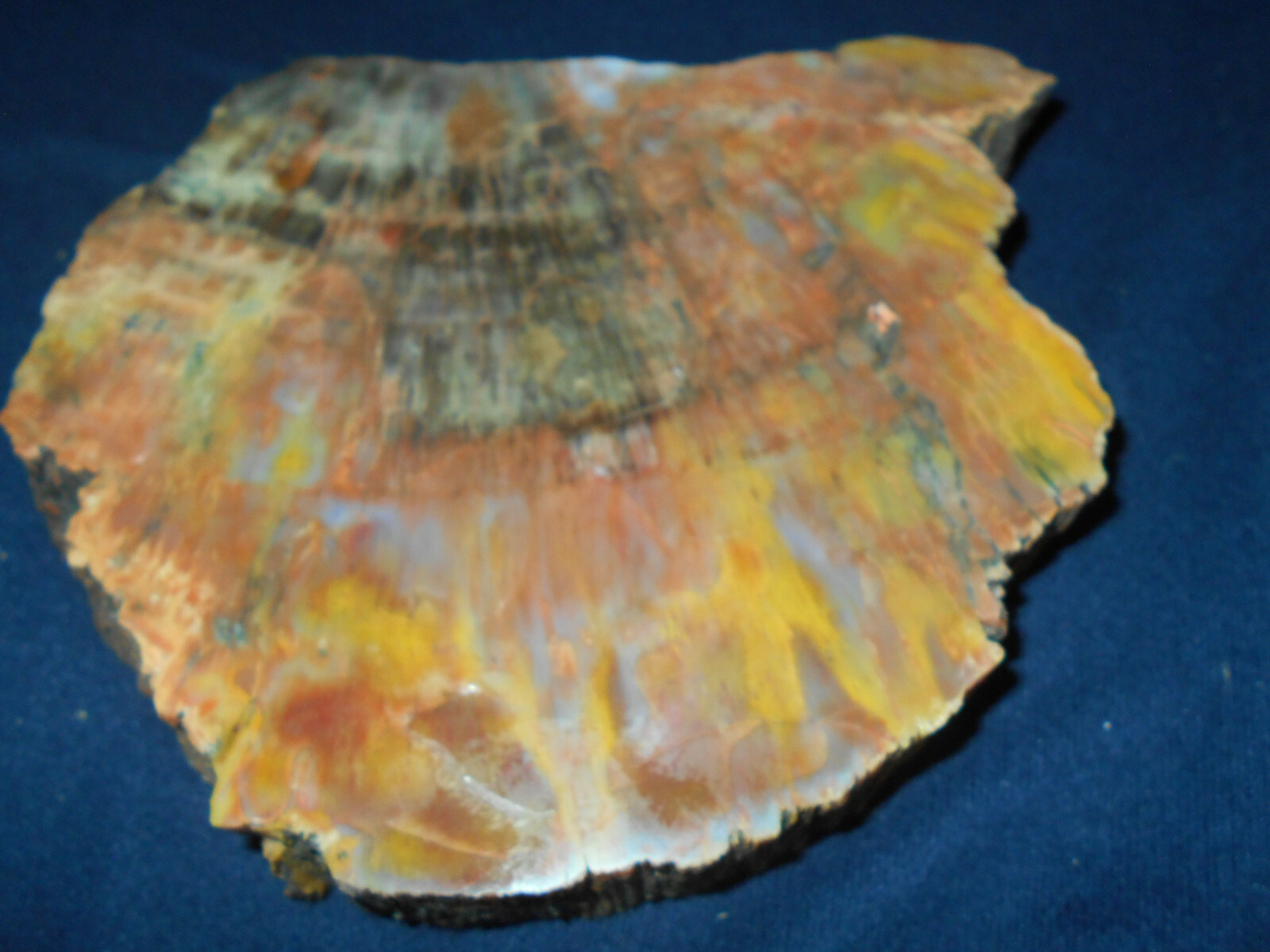 ARIZONA RAINBOW PETRIFIED WOOD NAZLINI POLISHED THICK SLAB   111