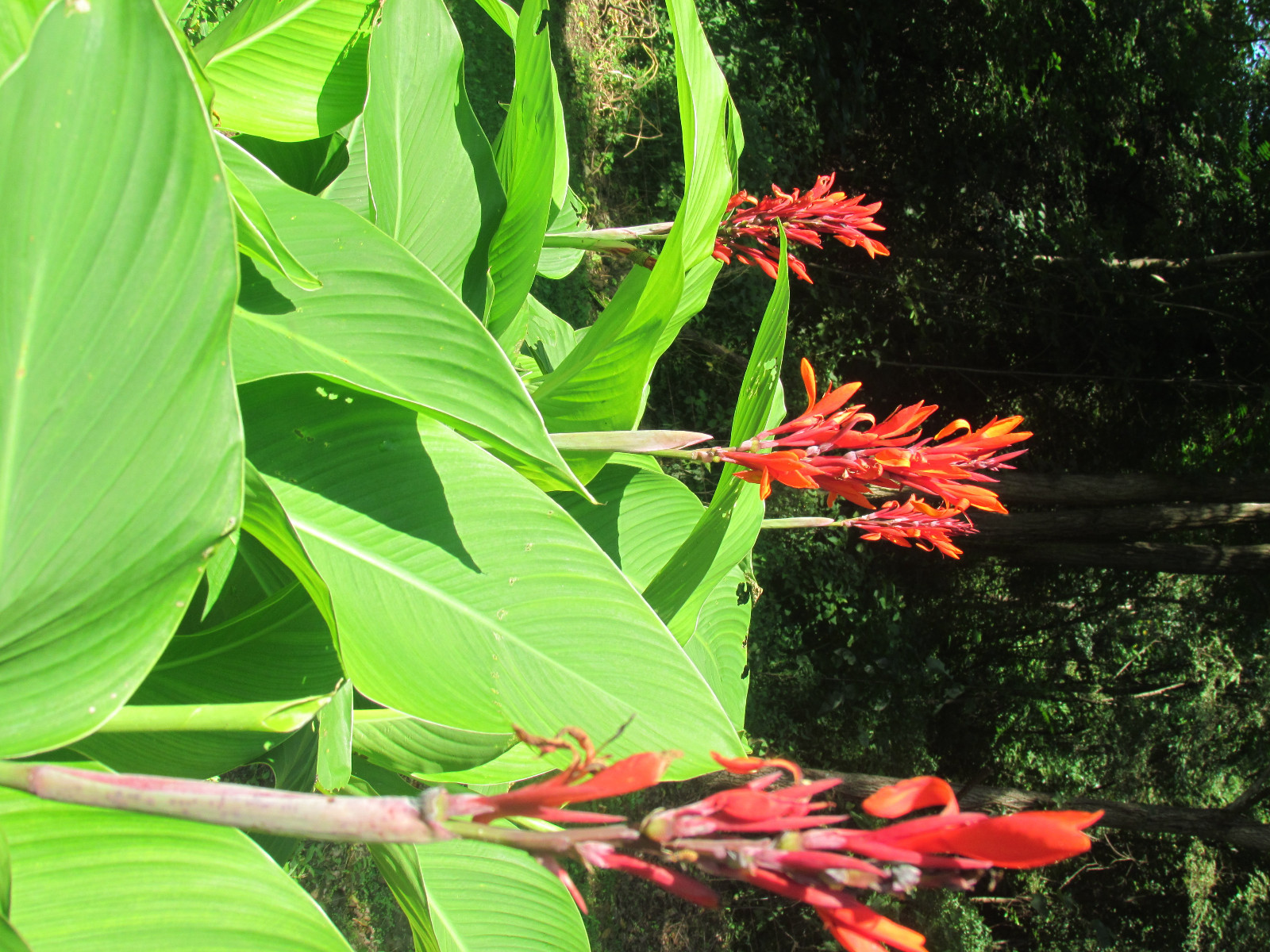 Canna bulbs Red(5 to 6 ft. tall). Lots of 12. Green Leaf Lily. Free shipping!