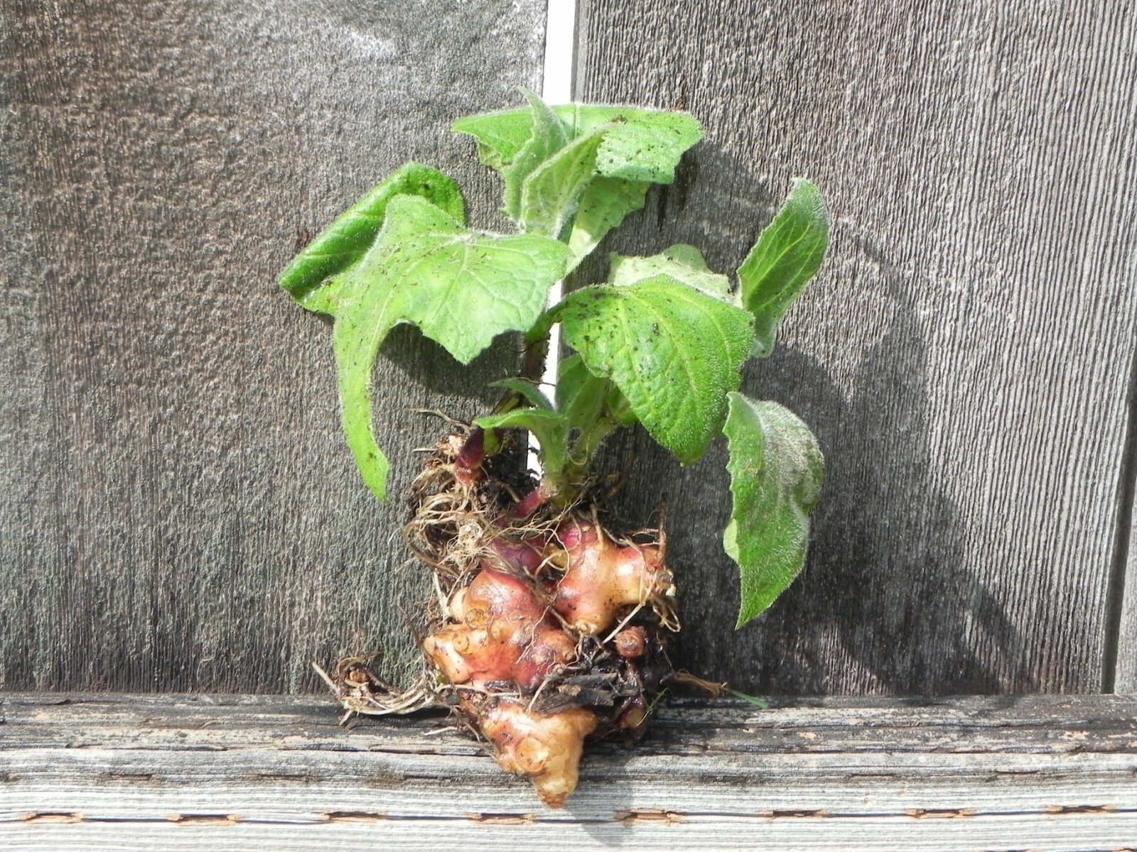 5 Yacon Propagation Tubers (Smallanthus sonchifolius)