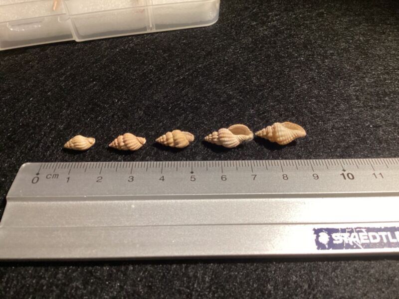 Collection of 15 Different Species Gastropod , Cyprus , Miocene