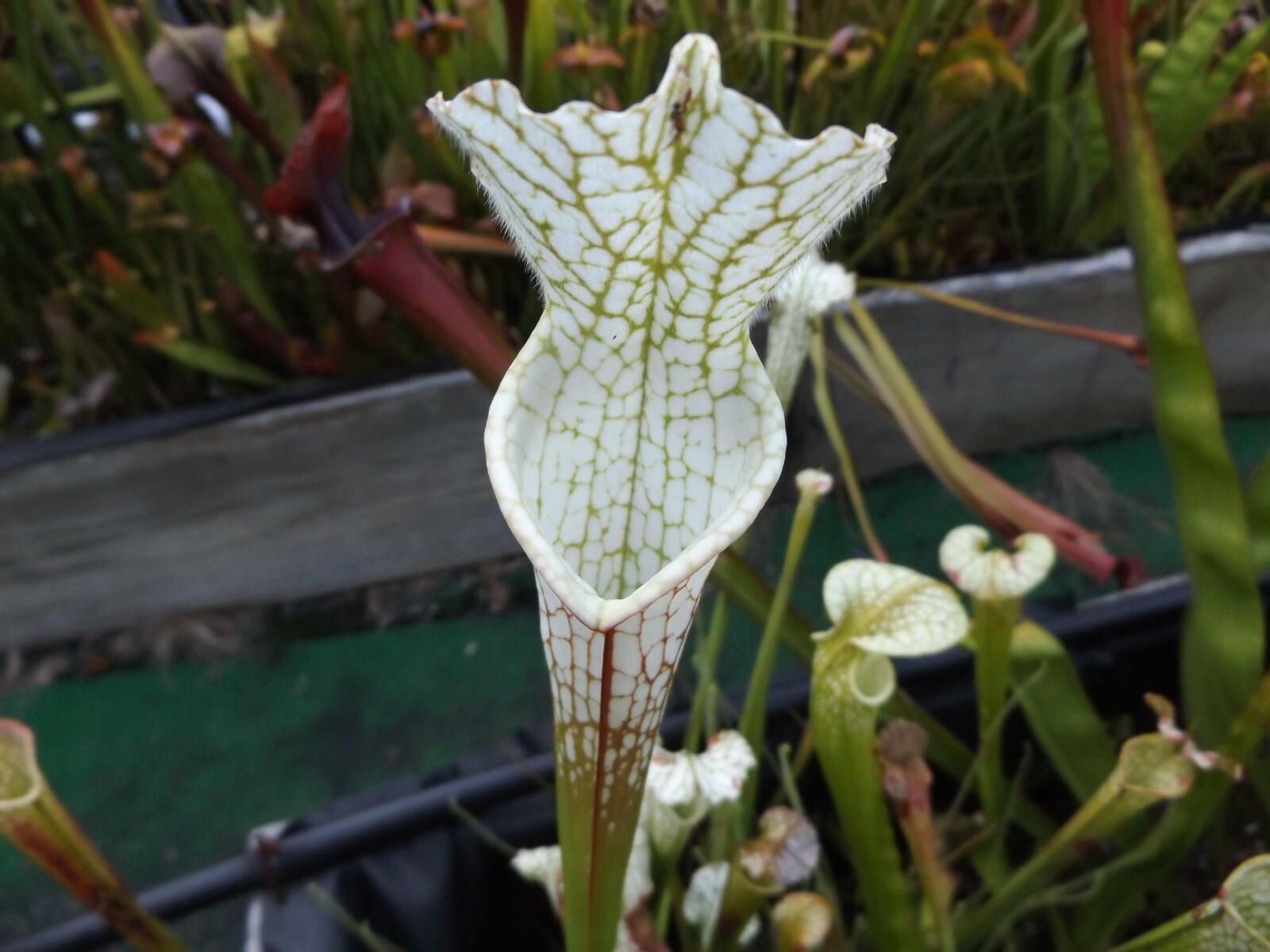 Hurricane creek white, clone E, Baldwin Cty. Al. sarracenia carnivorous plant