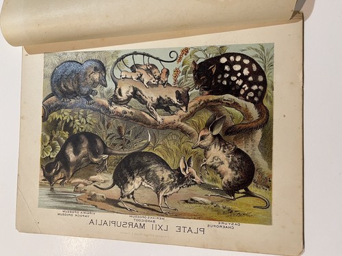 1880 Henry J Johnson Bandicoot Opossum Plate LXII Marsupialia Art Print