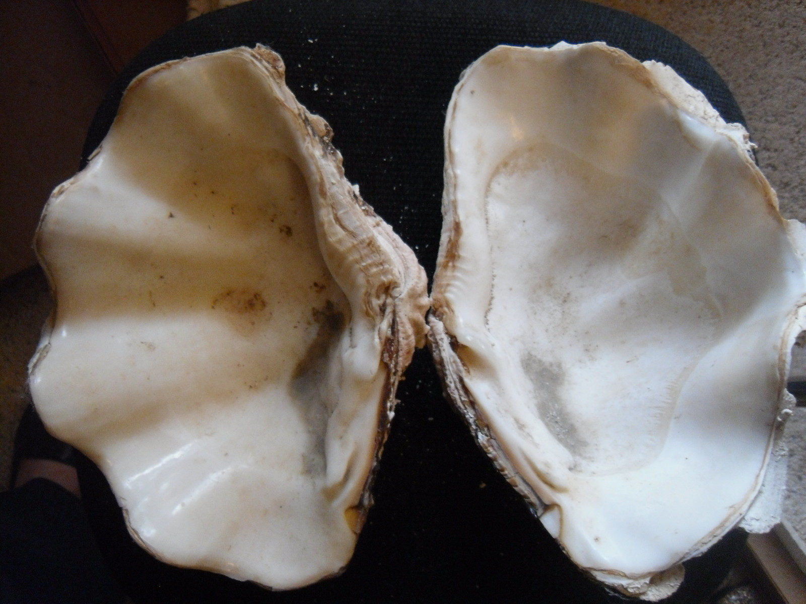 Tridacna squamosa - 10 1/4-inch fluted clam - both halves -THE WHOLE SHELL!
