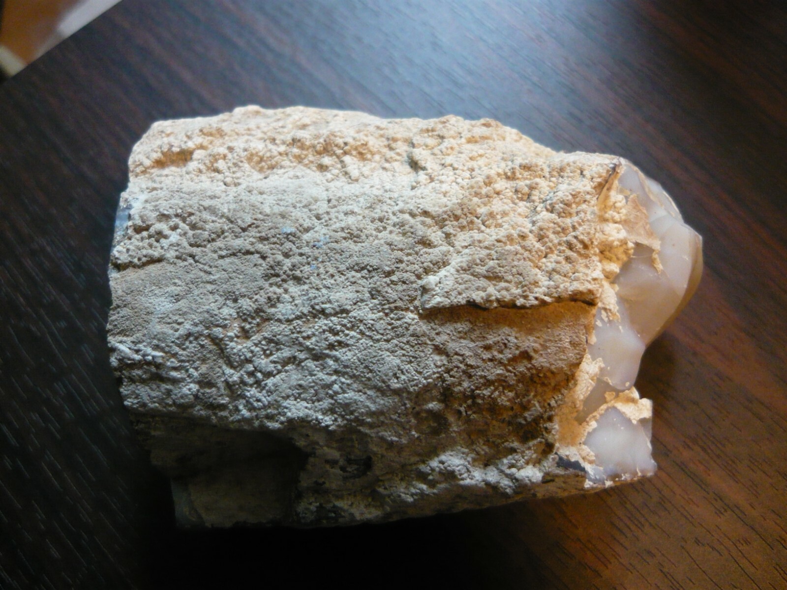 PETRIFIED WOOD LIMB CAST  BLUE FOREST EDEN VALLEY WYOMING