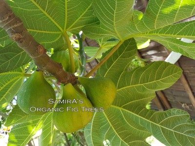 ORGANIC FIG TREE  Moroccan 3 X Cuttings Brown Large Red flesh GROW YOUR FIGS