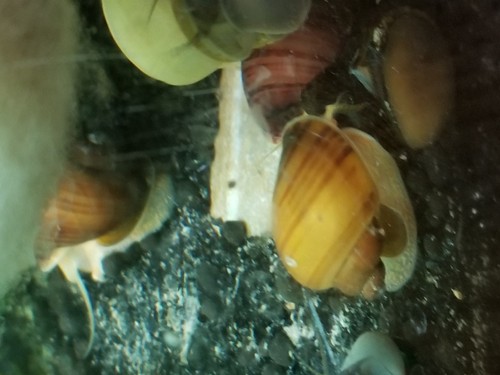 5 Chestnut Mystery Snails Live Freshwater Aquarium Snail
