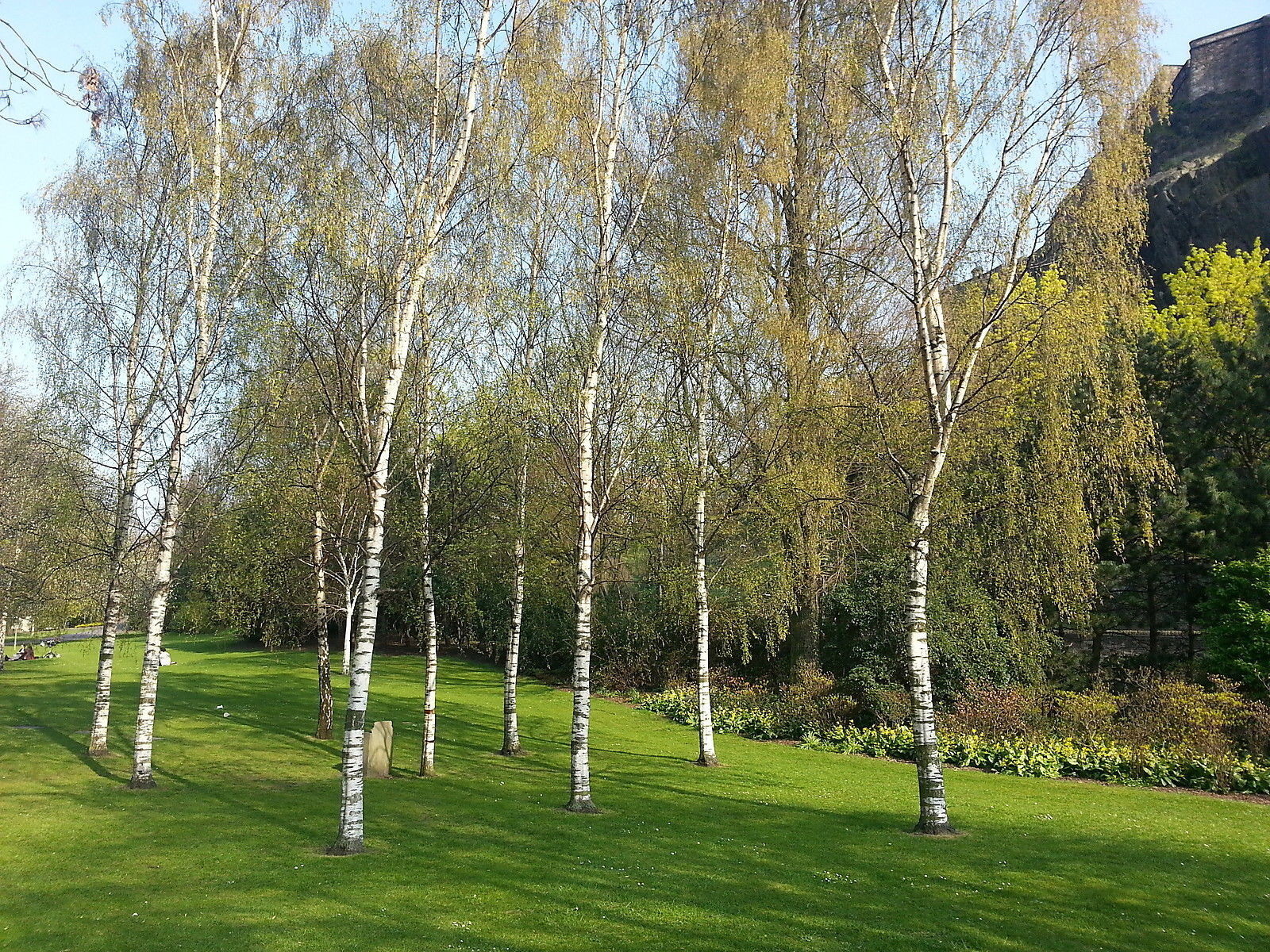 5 Silver Birch Trees 4060cm,Quick Growing Screening,Betula Pendula