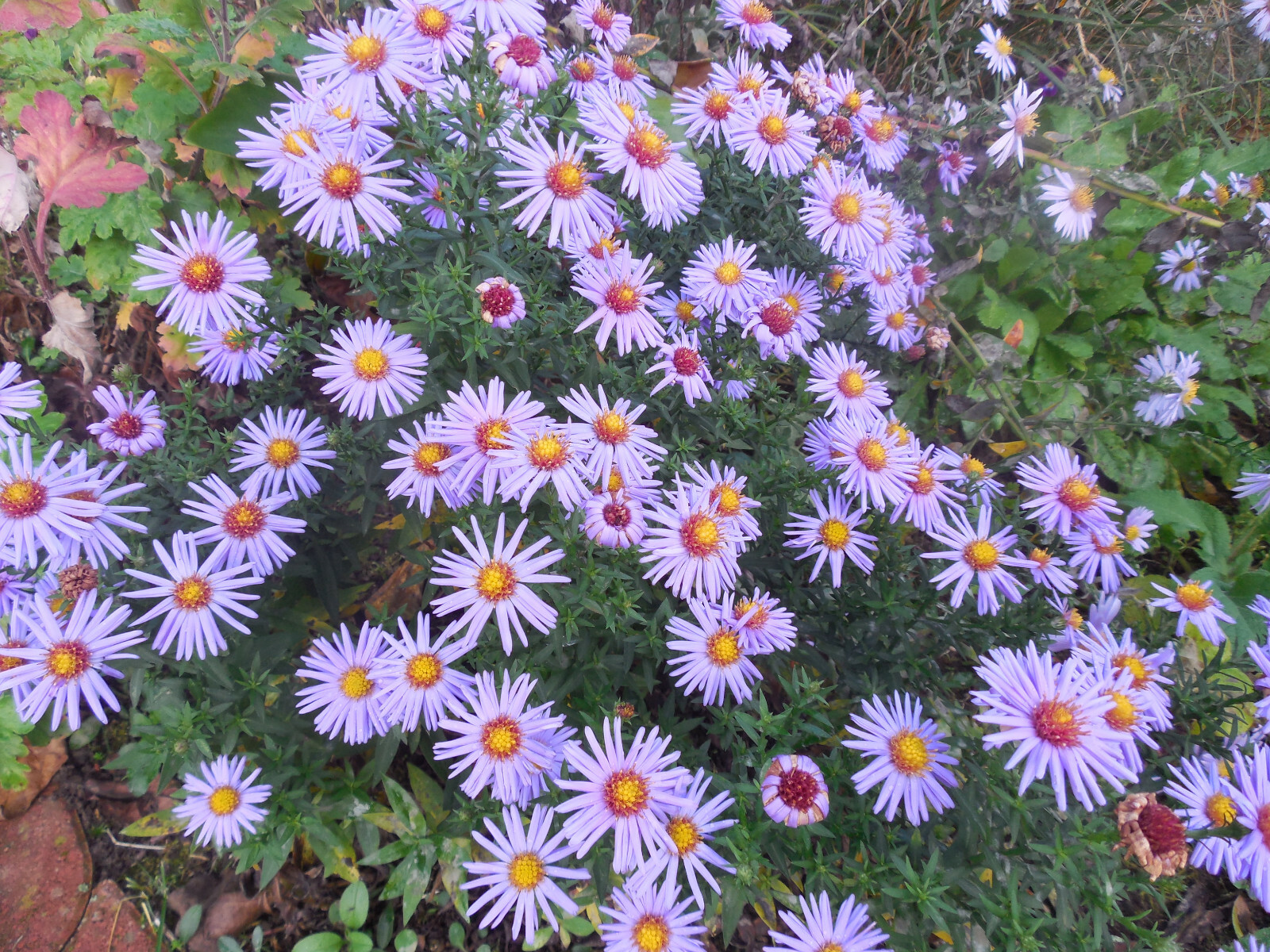 Pflanze/Blume/Staude Aster lila
