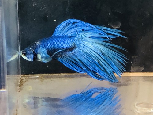 Betta Fish