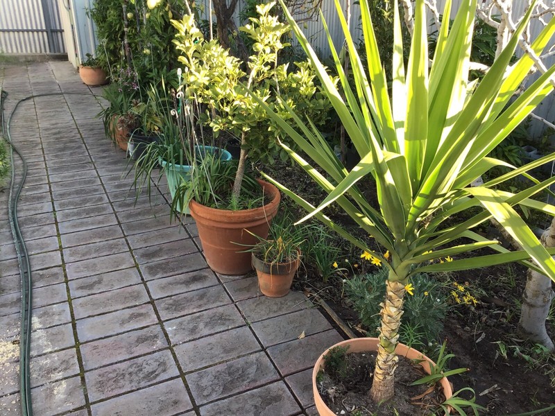 Plants For Sale Plants Gumtree Australia Port Adelaide Area Clearview 1264683846