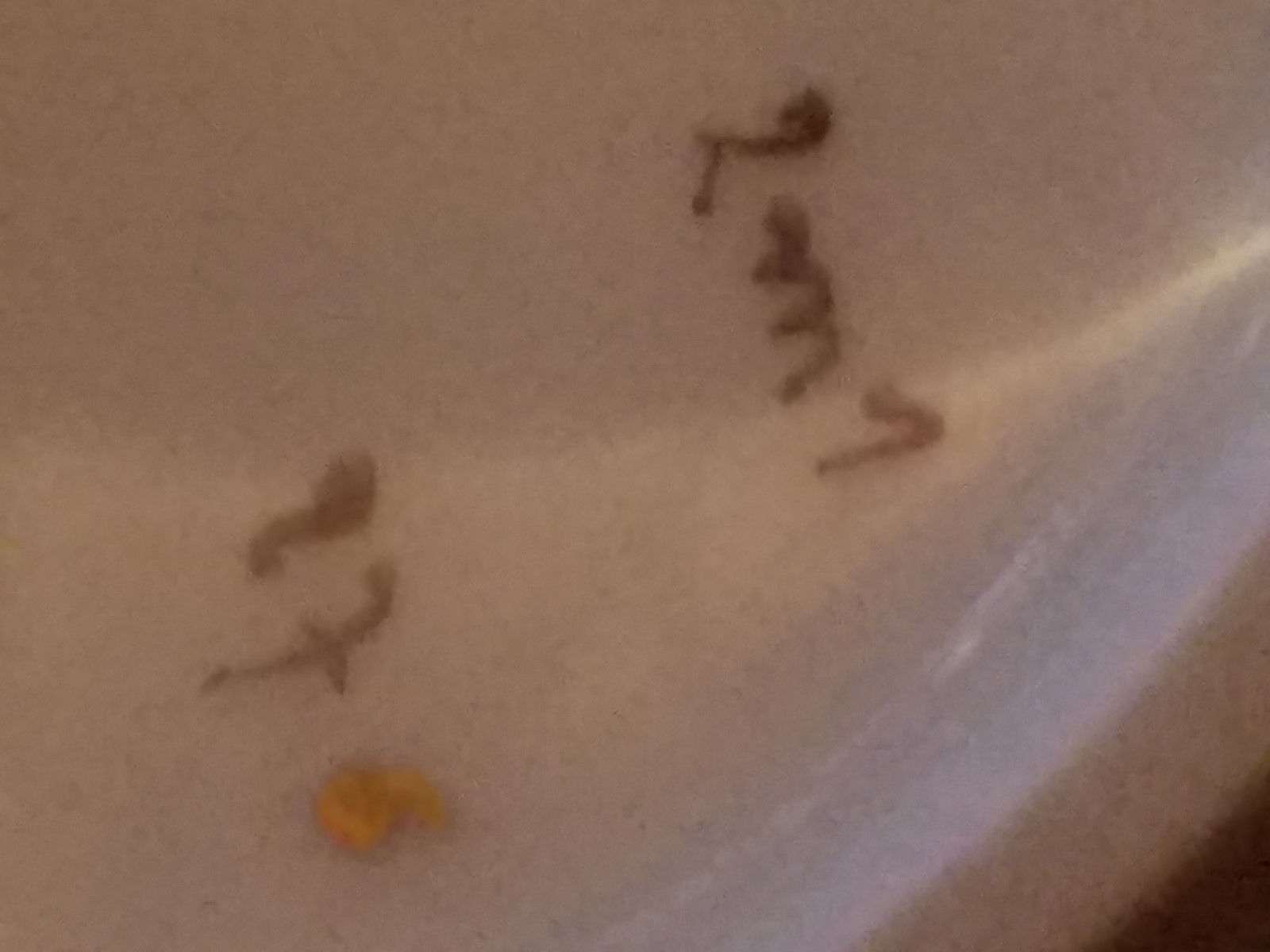 Meissen Strewn Flowers  Dessert / Coffee set