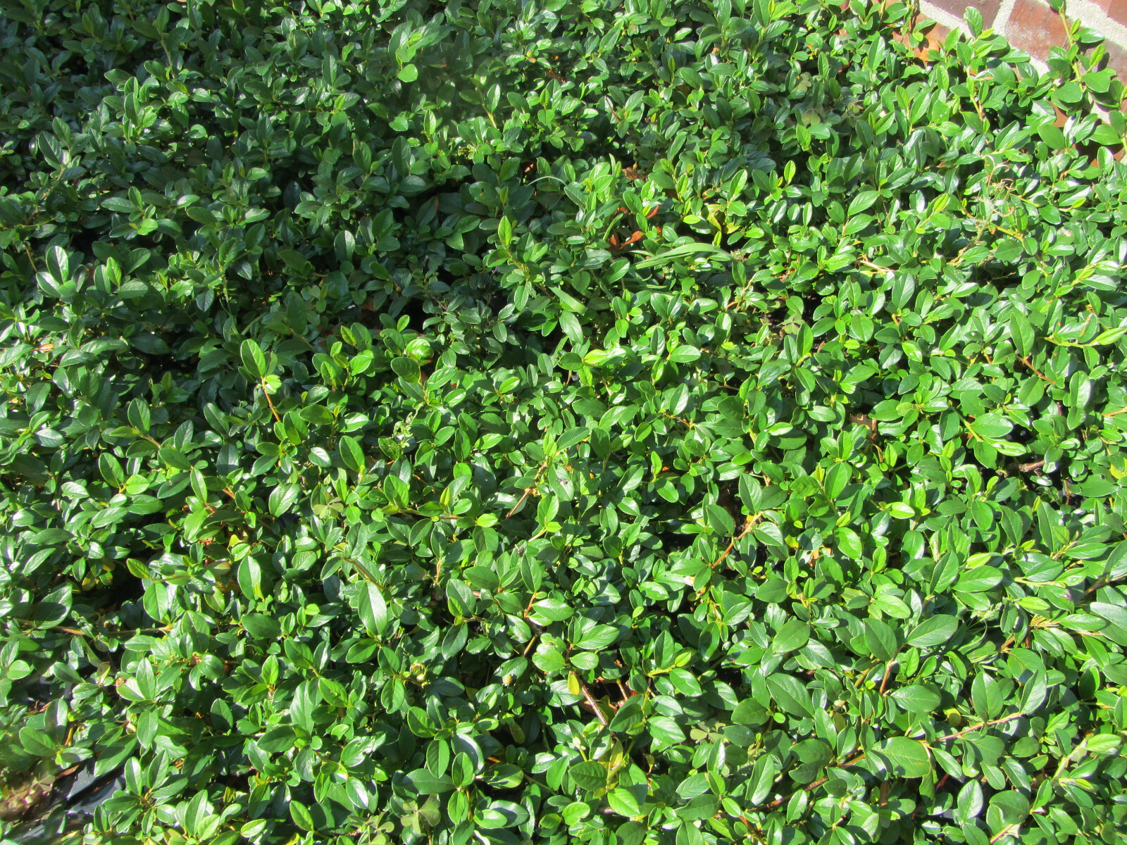 100 Cotoneaster dam. Radicans Bodendecker Teppichmispel !insektenfreundlich!