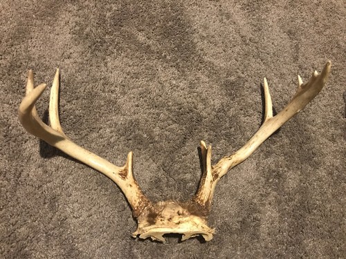 Typical Whitetail Deer Antlers 9-point Mount Pt Chew Knife Handle Skull Rack