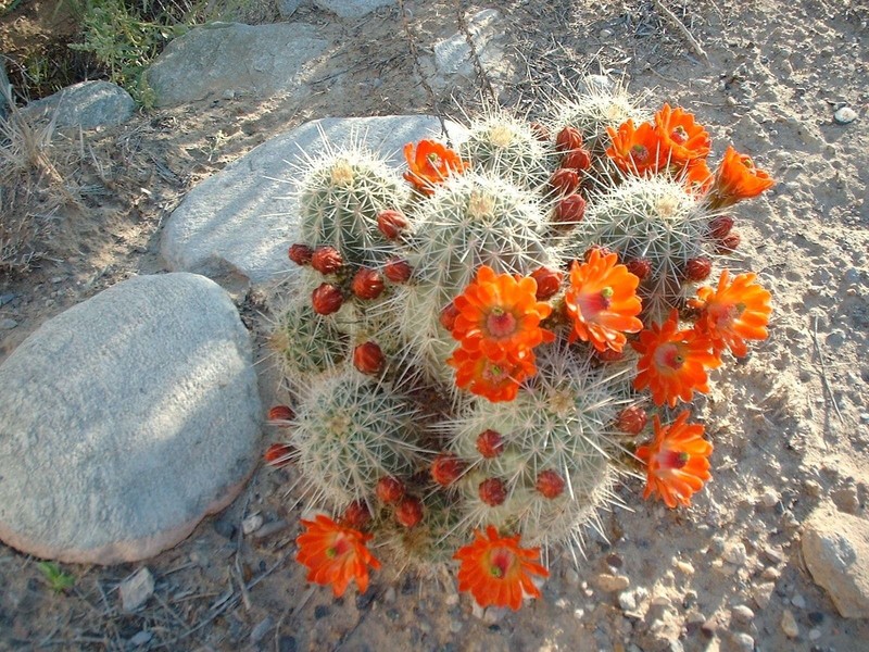 10 Cups Custom Soil Mix For Cactus & Spined Succulents - Fast Draining, US Made 8 thumbnail image