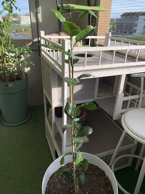 Foto dell'oggetto di un acquirente verificato