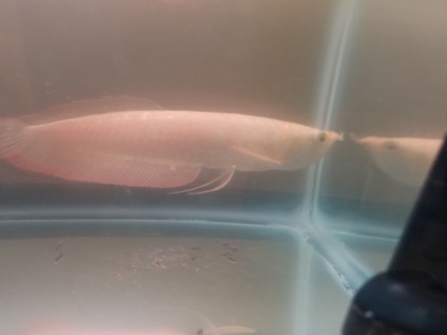 3 live tropical fish 2 ALBINO arowanas and 1 silver arowana size 7-9 inch