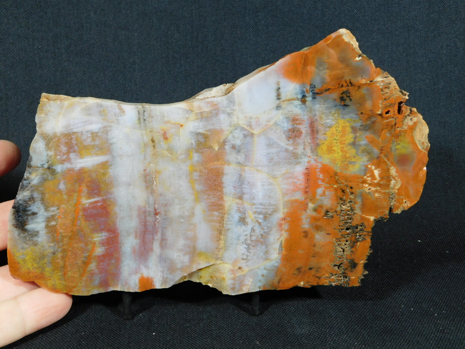 A BIG! Very Colorful Polished Petrified Wood Fossil Found in Arizona! 988gr e