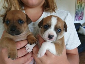 Weimaraner Puppies For Sale Dogs Puppies Gumtree Australia