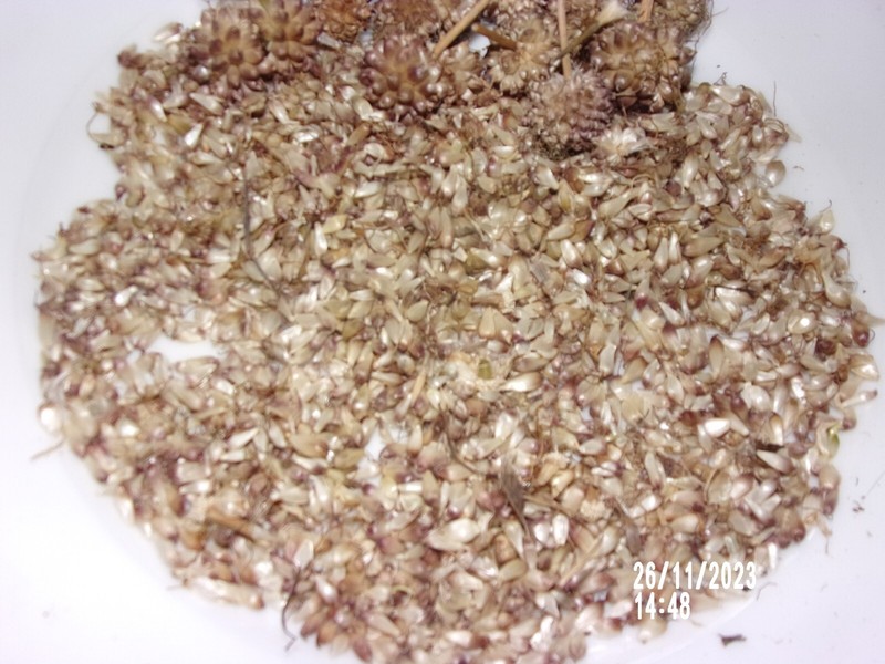 Ail Rocambole Des Vignes Vivace Bio AnnÃ©E 2024, En Lot De 25 Bulbilles AÃ©Riennes