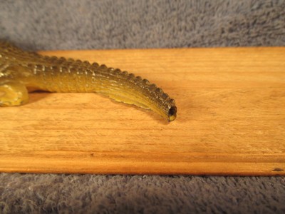 Britains Zoo Nile Crocodile. #917