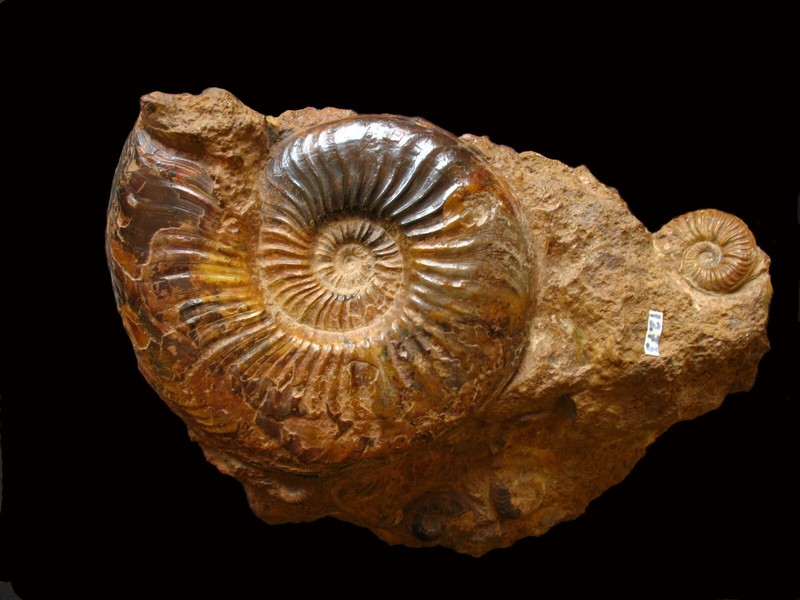 Ammonite Du Toarcien : Pleydellia Fluitans Dumortier