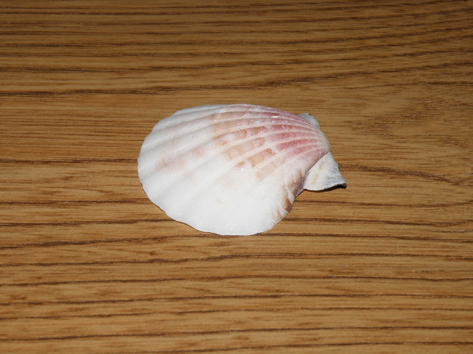 Assorted seashells 2