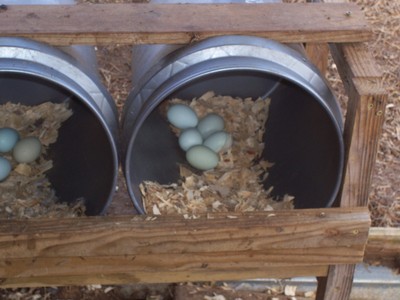 6**AMERICANA**  Hatching Eggs (easter egger  (PLEASE SEE DESCRIPTION)**
