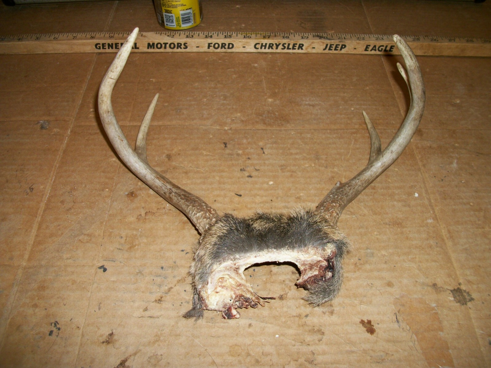 FRESH 6 pt WHITETAIL deer rack antler horn taxidermy man cave TROPHY JACKALOPE