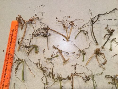 Lot Of 40+ Real Dried Pumpkin Tendrils Folk Art Primitive Crafting