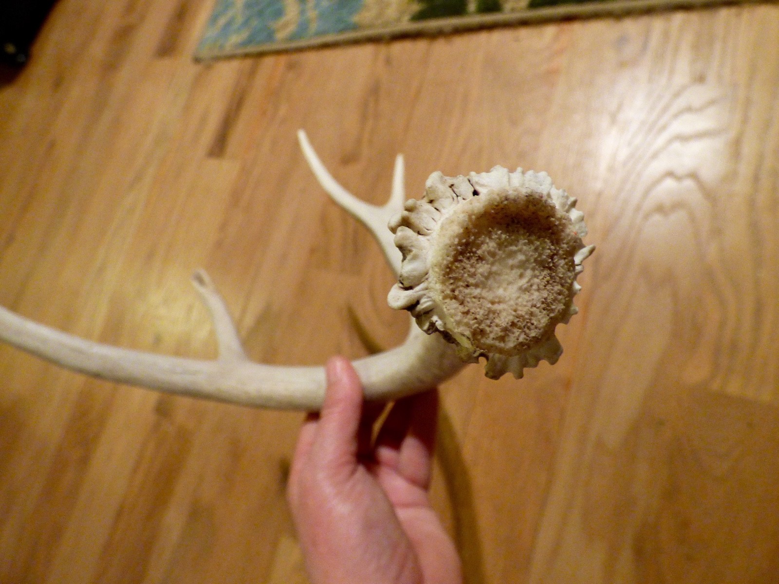 Mule deer shed antler horn whitetail knife decor 4 point chew