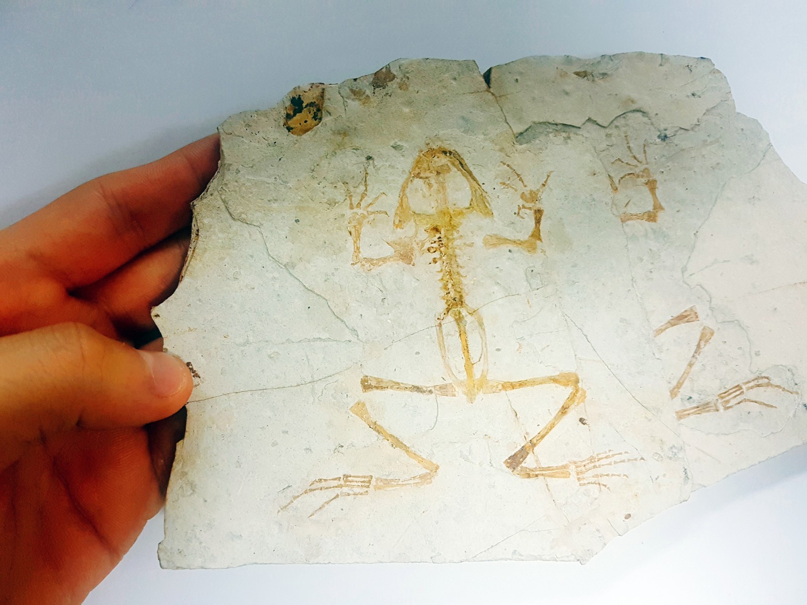 Genibatrachus basohanensis Guanghua Formation, Inner Mongolia, China frog fossil