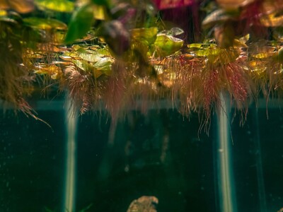 40+ BUY 2 GET 1 FREE Red Root Floater (Phyllanthus Fluitans) Live Aquarium Plant