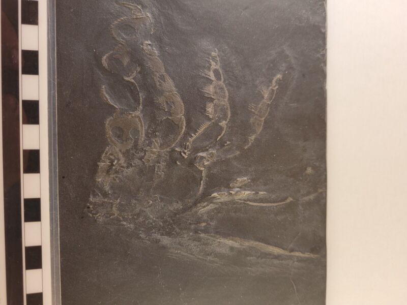 Devonian water spider from the Hunsruck slate of Bundenbach