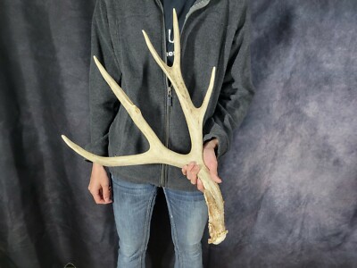Wild Mule Deer Antler Shed Horn Rack Decor Craft 6  Point Taxidermy Splits