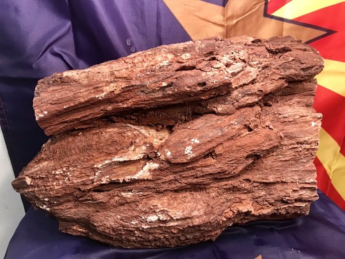 REILLY’S ROCKS: Arizona Petrified Wood W/ Rare Polyrporites Wardii Fungus 18 Lbs