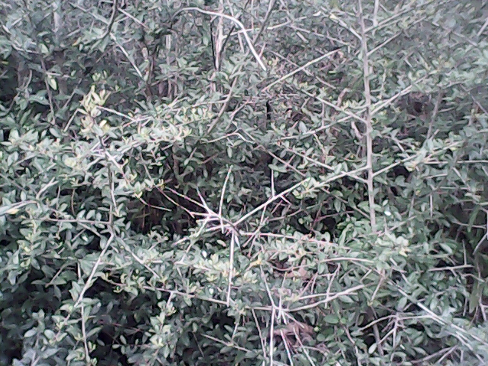 yaupon holly