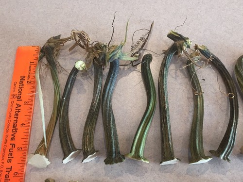 25 Long Thin Natural Dried Pumpkin Stems - Crafts, Velvet 4