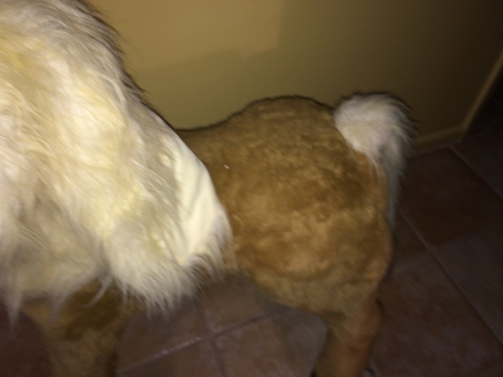Hasbro Furreal Friends Butterscotch Pony Interactive Lifesize  P/U Tampa MINTY